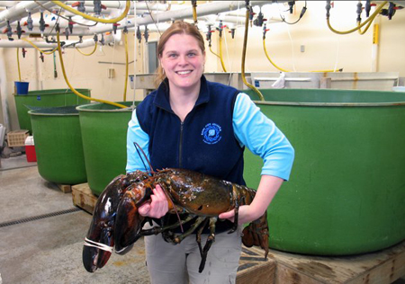 Giám đốc trung tâm Hải dương học bang Main nâng con tôm hùm khổng lồ trên tay. (Nguồn: AP)