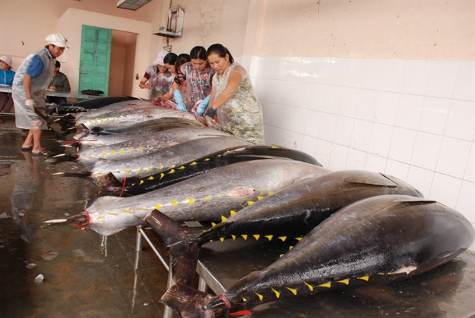 Thay đổi hình thức sản xuất cá ngừ