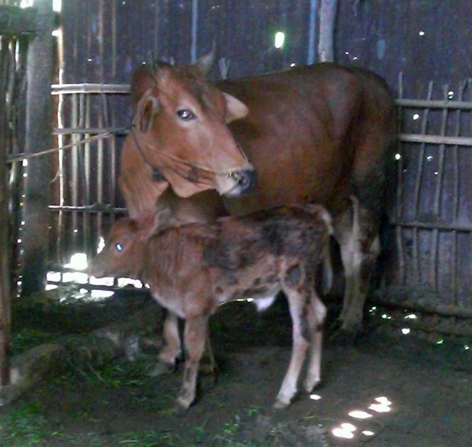 An Giang lai tạo thành công giống bò Red Angus