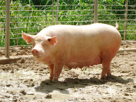 Những điều cần biết về chăm sóc lợn nái 
