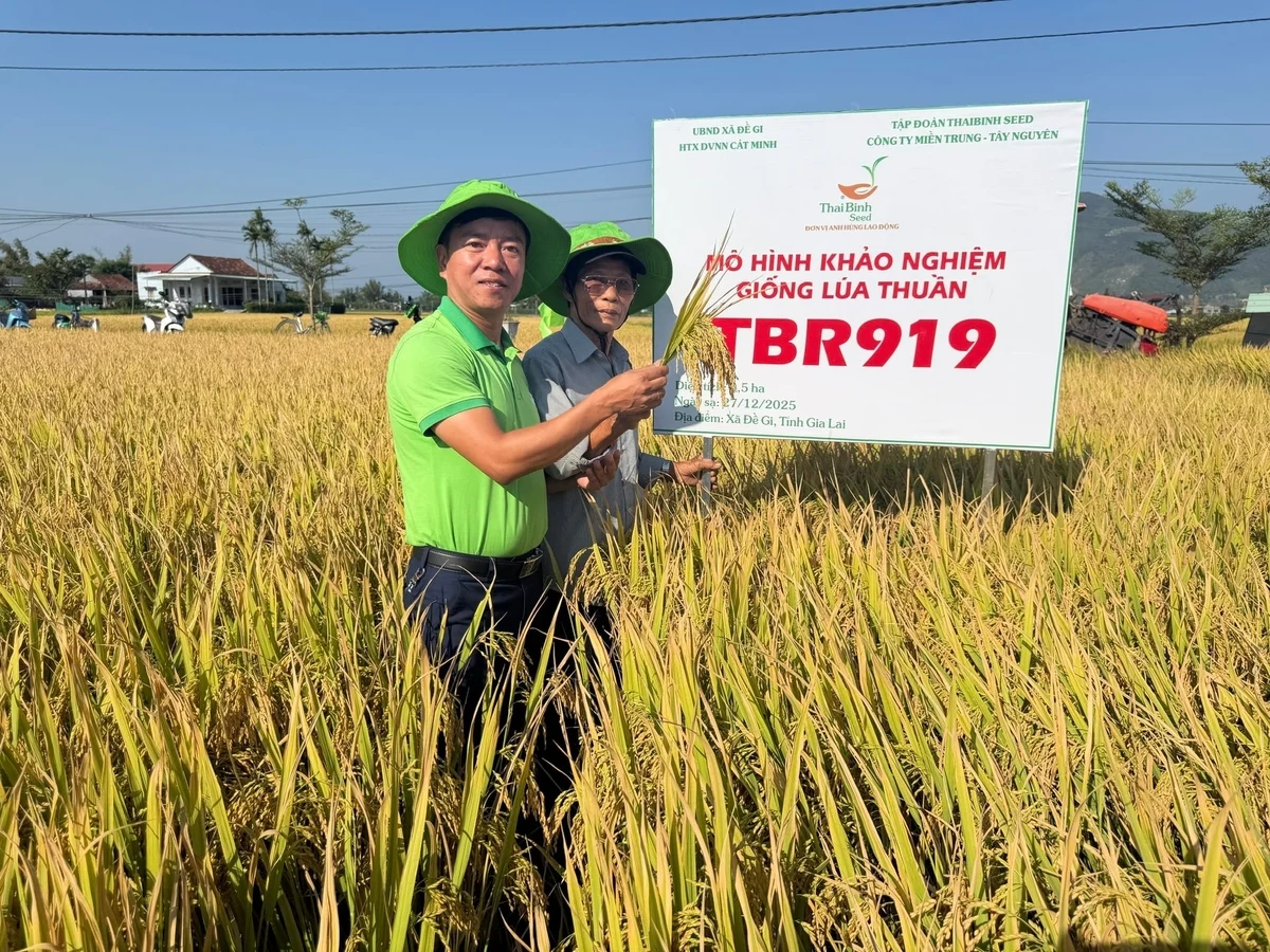 Giống lúa TBR919 sừng sững, năng suất 8 tấn/ha tại quê biển Gia Lai