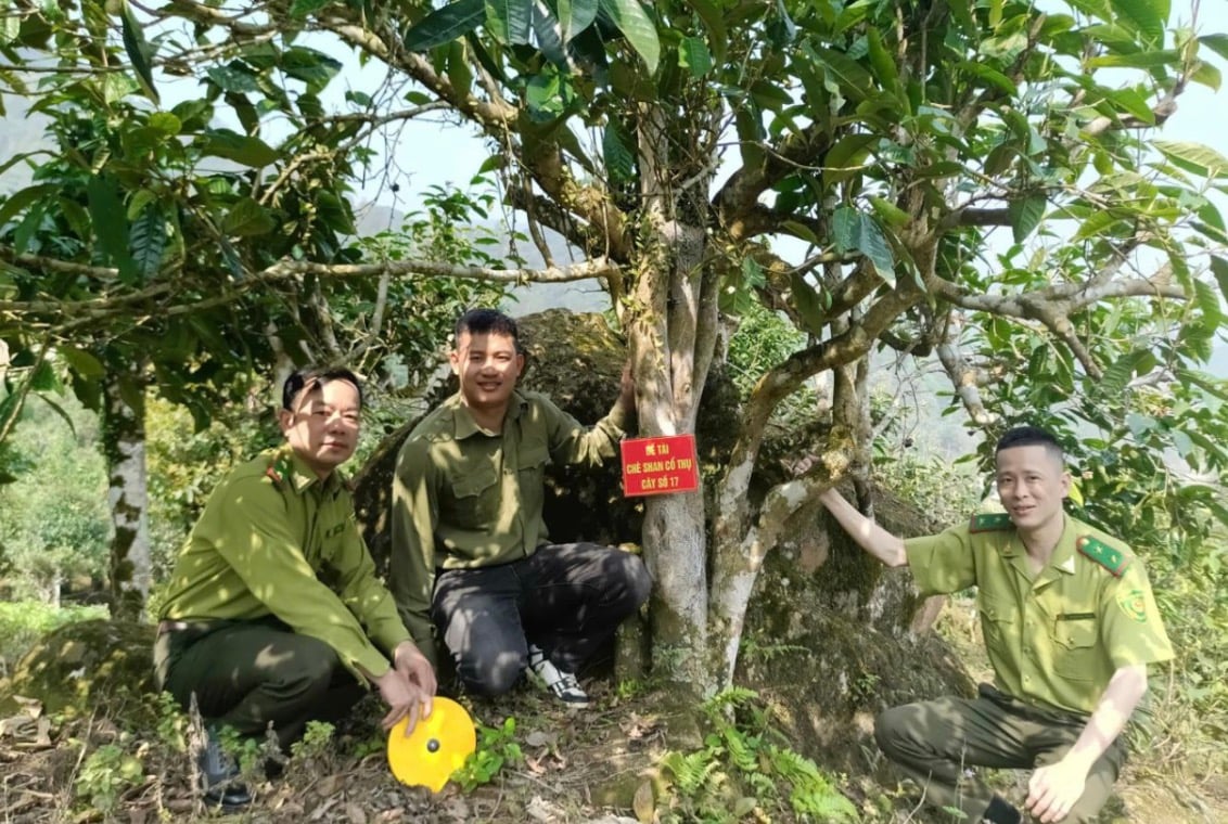 Nhân giống chè shan cổ thụ