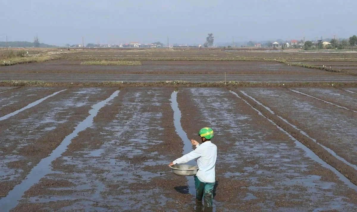 Một số lưu ý kỹ thuật trong sản xuất vụ đông xuân 2025 - 2026