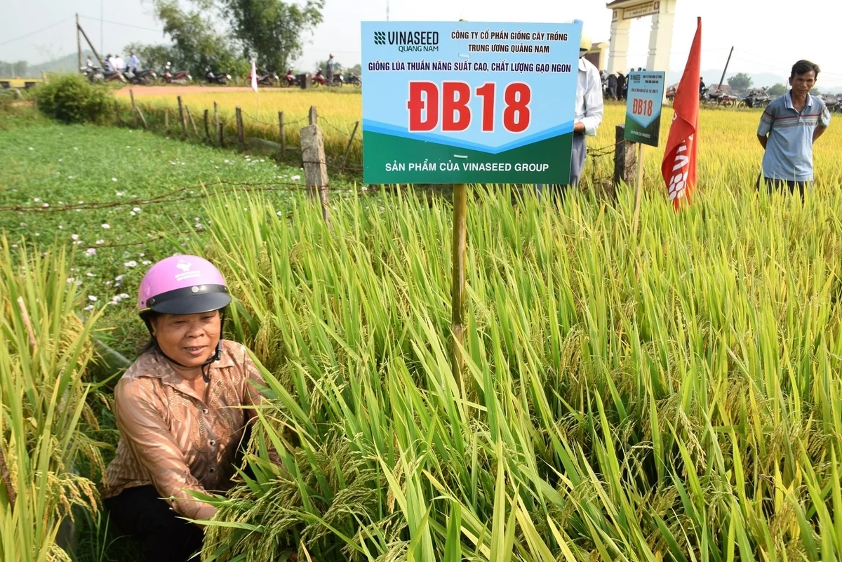 Hai bộ giống lúa ĐB6 và ĐB18 khẳng định trên đồng đất trung du