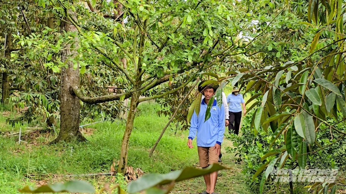Chủ động quản lý nhện đỏ trên sầu riêng mùa nắng nóng