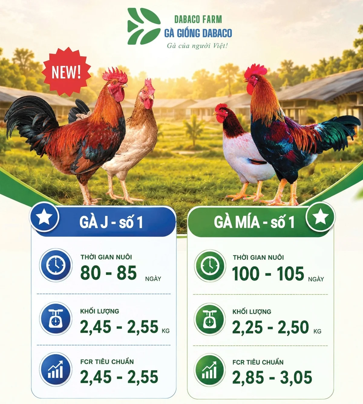 Chọn giống bằng RFI giúp cải thiện tốc độ lớn, giảm FCR ở J số 1