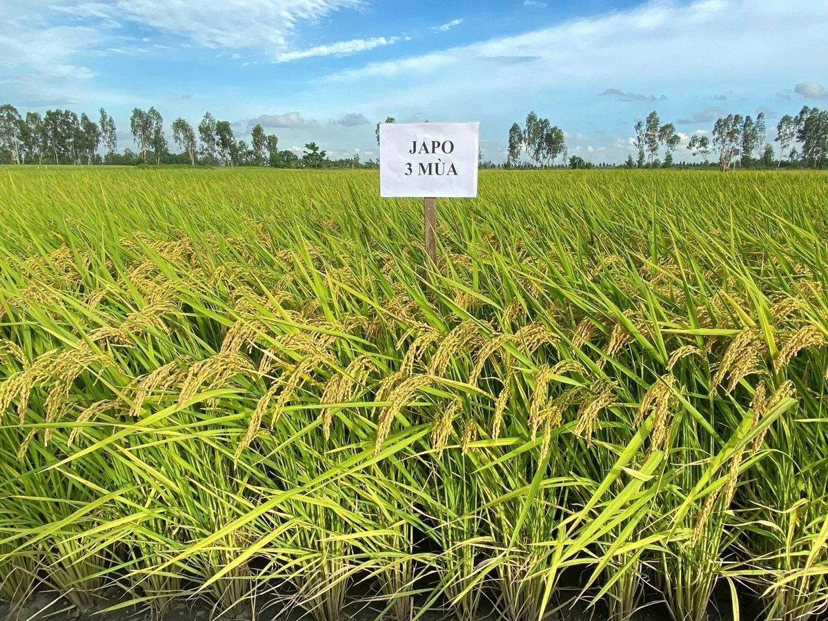 Japo 3 Mùa giống lúa chiến lược chinh phục thị trường Nhật Bản