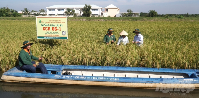 Giống lúa lai KCR06-1: Từ đồng ruộng mặn mòi đến thị trường quốc tế