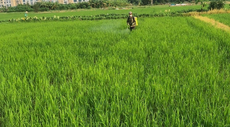 Cỏ dại gây hại lúa mùa và biện pháp khắc phục