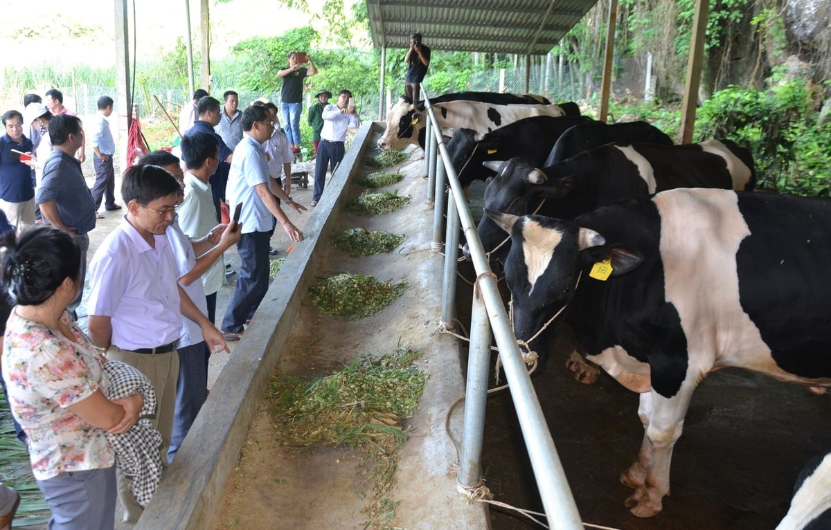 Chăn nuôi an toàn không dịch bệnh là 'chìa khóa' cho sinh kế bền vững