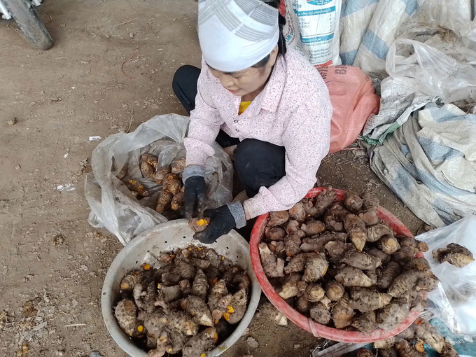 Kỹ thuật thâm canh cây nghệ và chế biến sau thu hoạch