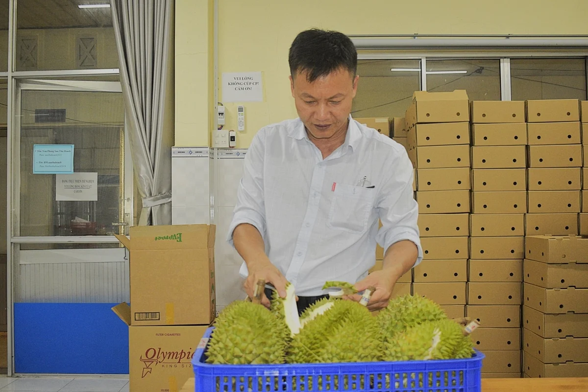 Bảo quản sầu riêng tươi trong 3 tuần, quả chín tự nhiên