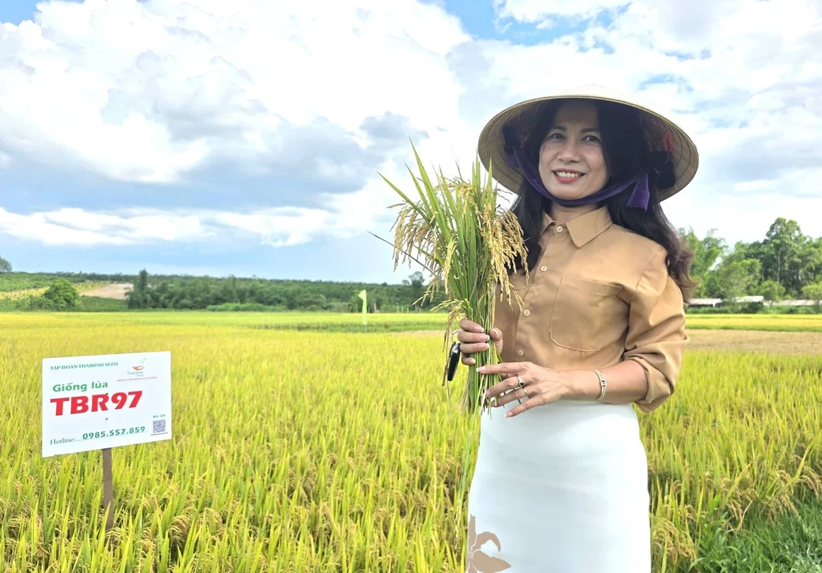 Hiệu quả vượt trội của giống lúa TBR97