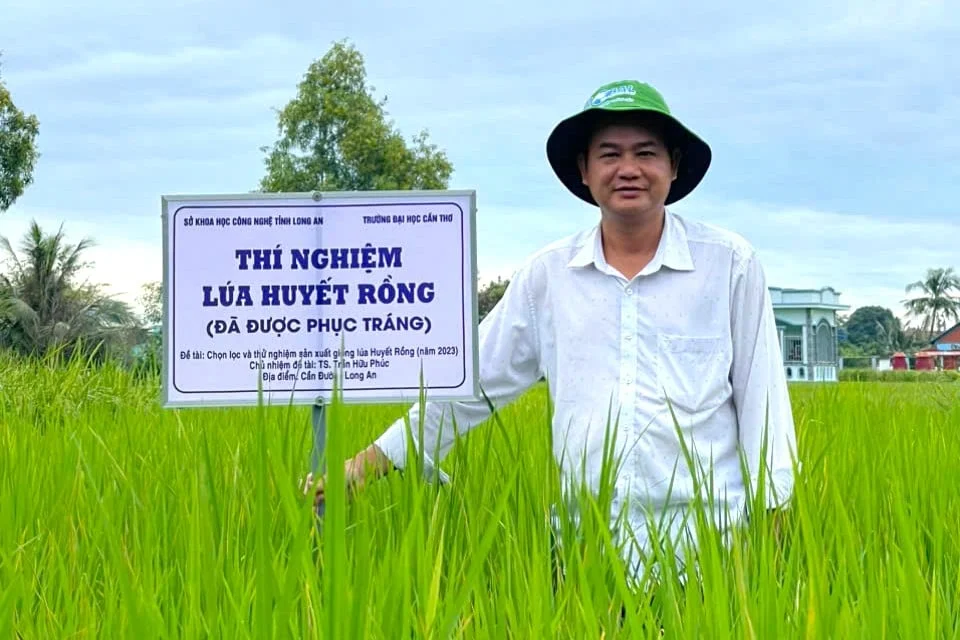 'Hồi sinh' giống lúa mùa đặc sản quý hiếm
