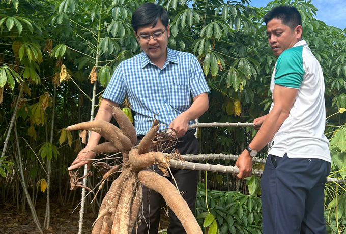 Giống sắn HN1 năng suất vượt trội, kháng bệnh khảm lá