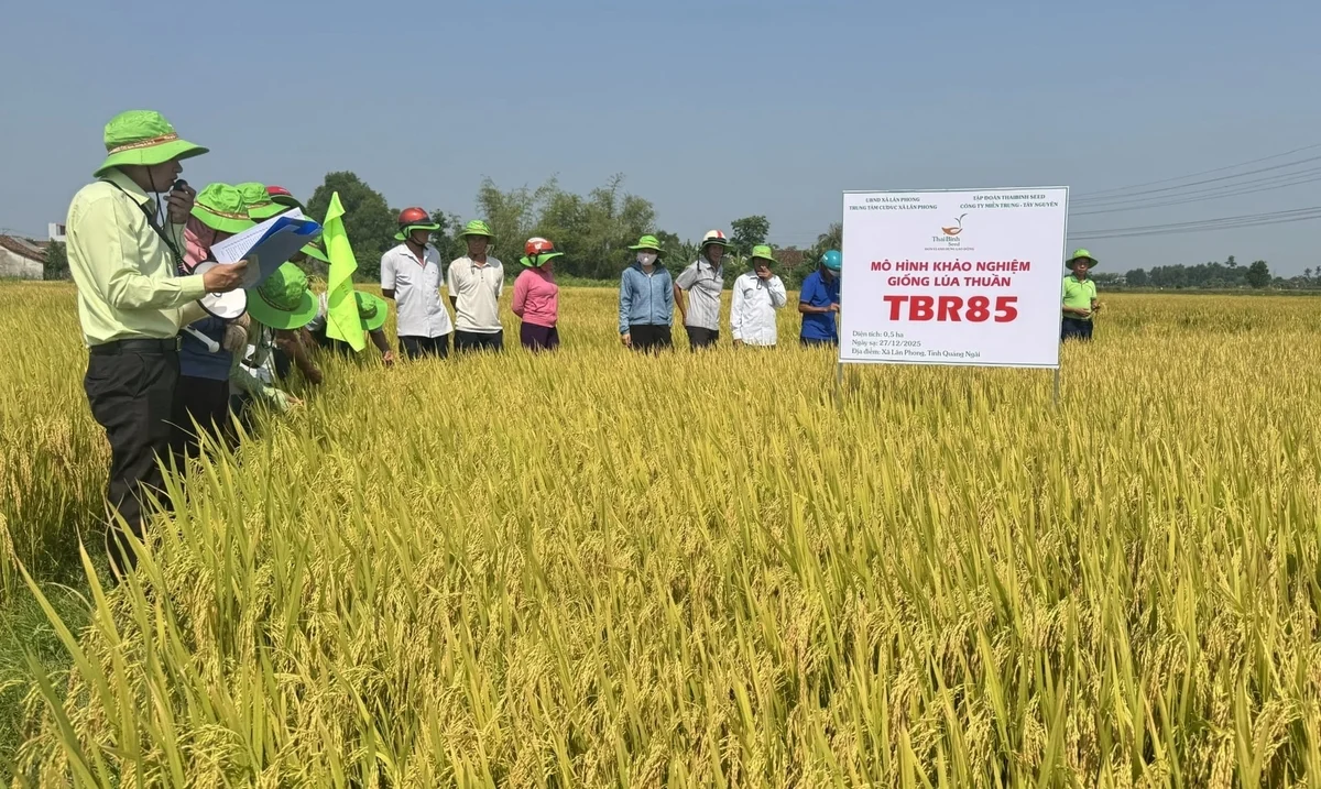 Giống lúa TBR85 hướng tới nâng hiệu quả dòng lúa chế biến