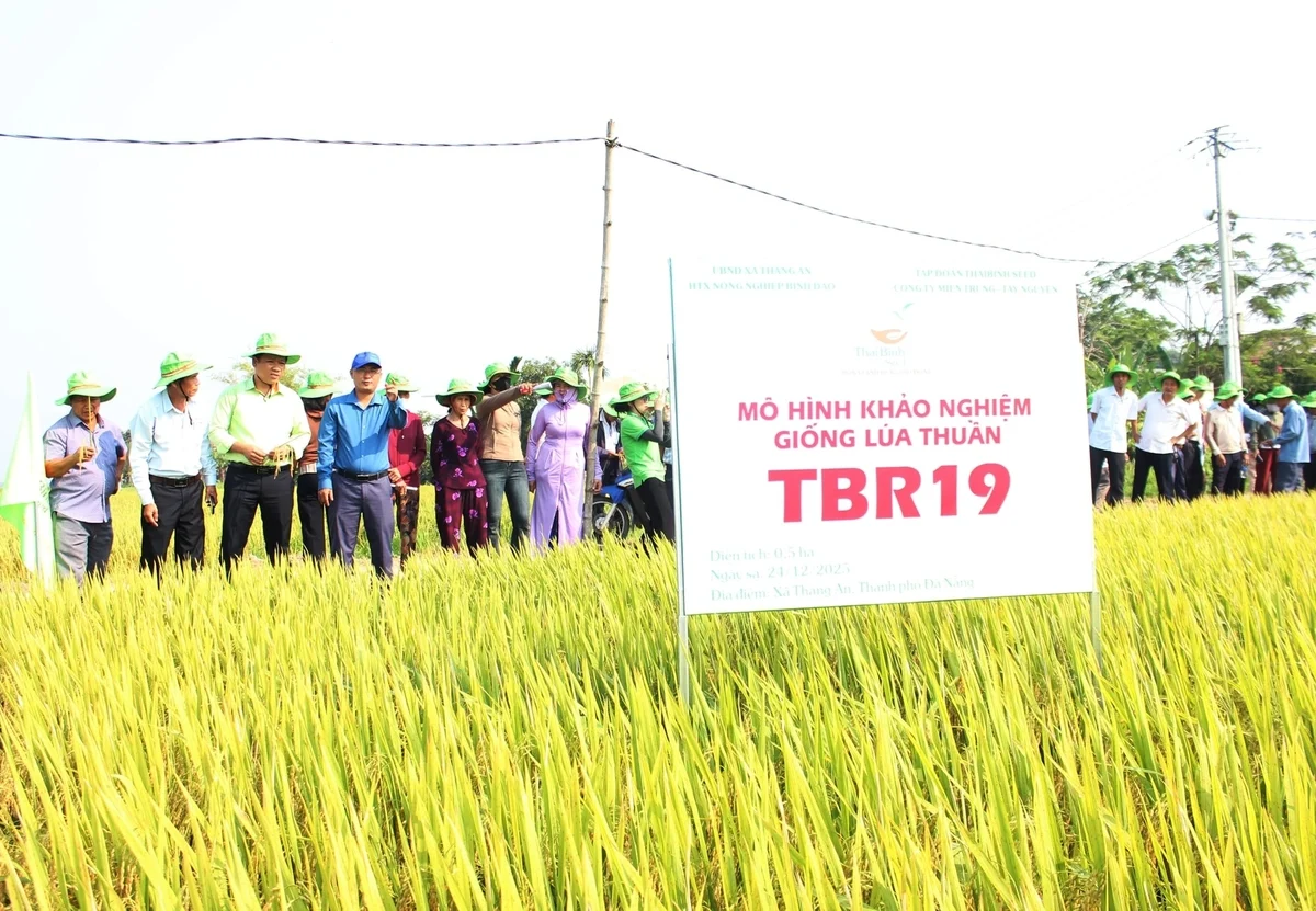 TBR19 thích ứng mưa lạnh, năng suất cao, mở hướng sản xuất ở miền Trung
