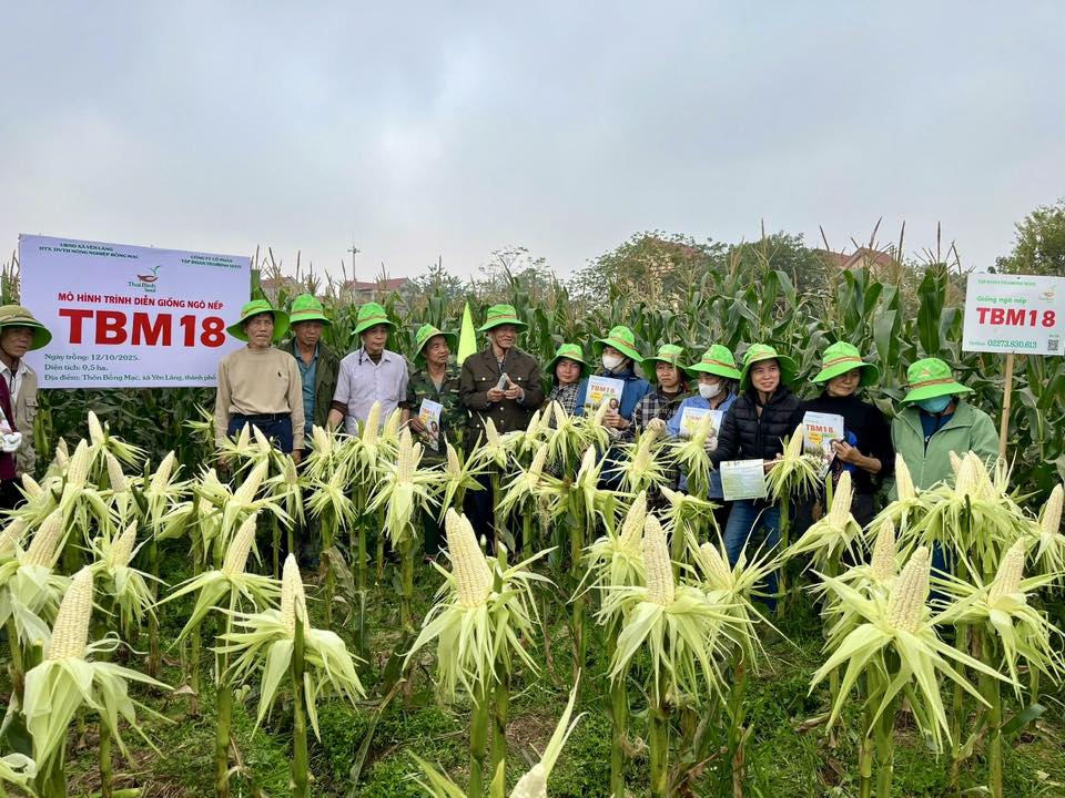 Ngô nếp TBM18: Dẻo, thơm, ngọt, ngậy
