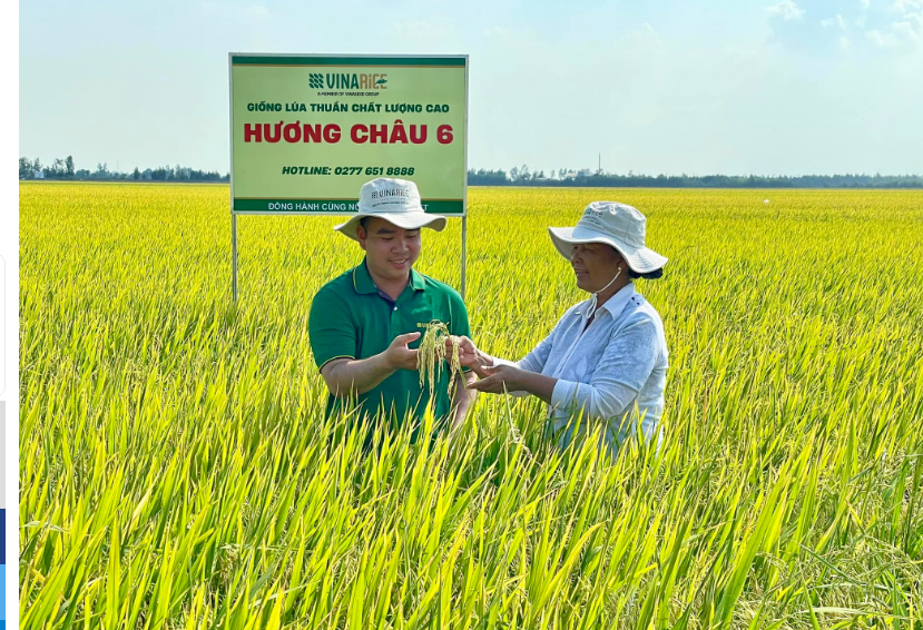 Giống lúa Hương Châu 6 cho năng suất đạt trên 8 tấn/ha, bà con nông dân quyết mở rộng diện tích lên gấp đôi