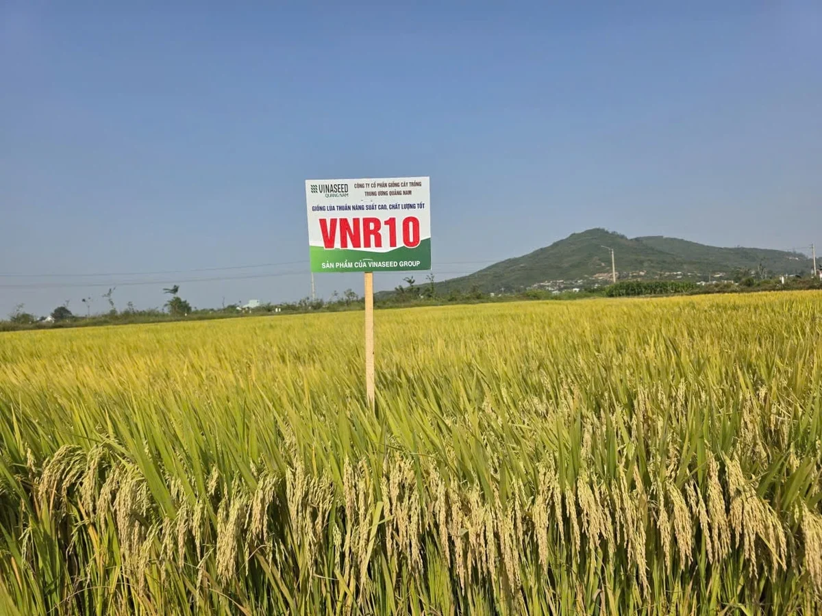 Giống lúa VNR10 khiến nông dân ngỡ ngàng