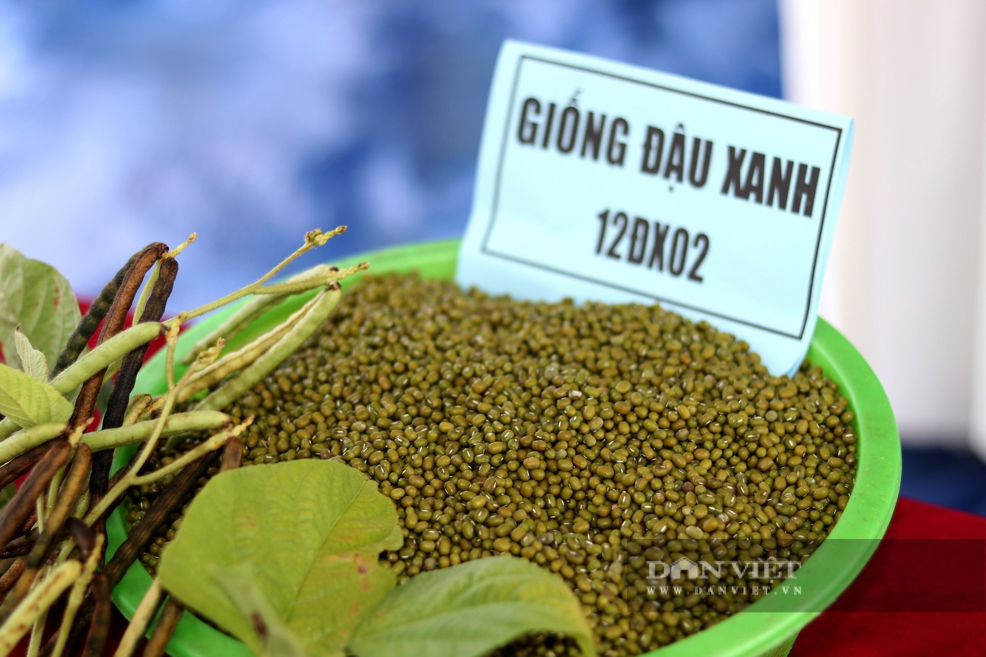 Đậu xanh 12ĐX02 trồng ở khu vực miền Trung, Tây Nguyên ra quả nhiều, hạt chắc, mã đẹp