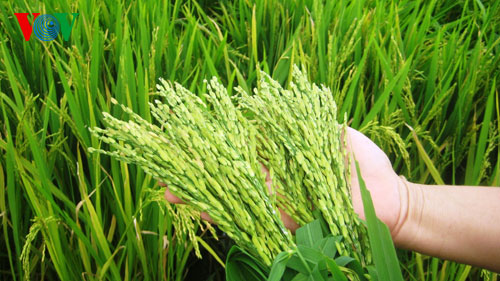 Lúa trồng trên đất khô hạn “mê” phân hữu cơ