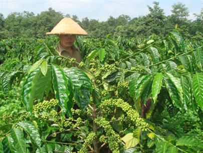 Một số biện pháp kỹ thuật chăm sóc vườn cà phê những tháng cuối mùa khô, đầu mùa mưa