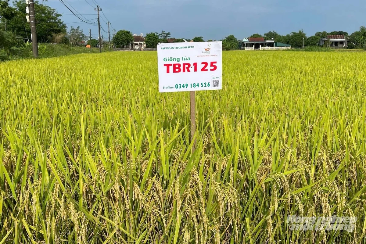 Đề nghị tiếp tục thử nghiệm giống lúa TBR125 để nhân rộng