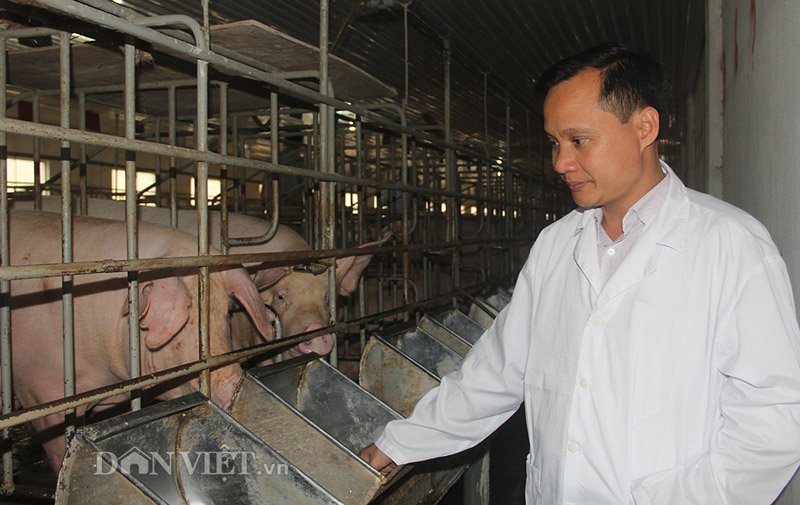 Đưa công nghệ “khủng” vào trang trại nuôi lợn sạch