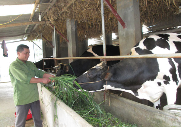 “Kỹ sư” bò sữa thu nhập gần nửa tỷ đồng mỗi năm