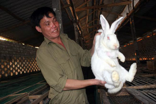 Từ tay trắng sau ra tù thành triệu phú nhờ... nuôi thỏ