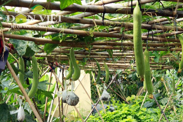 Thu 30 triệu đồng/sào dễ dàng nhờ trồng rau an toàn