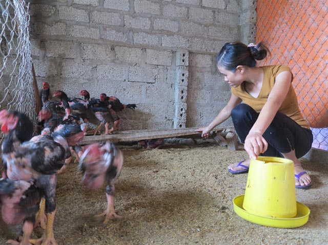 Cô gái 8x nuôi gà Đông Tảo thu nhập 30 triệu đồng/tháng