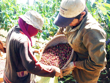 Nông dân găm cà phê: Tín hiệu tốt