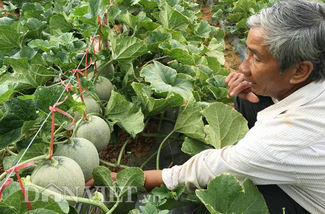 Lão nông U60 tự tin đầu tư trăm triệu trồng dưa ngo