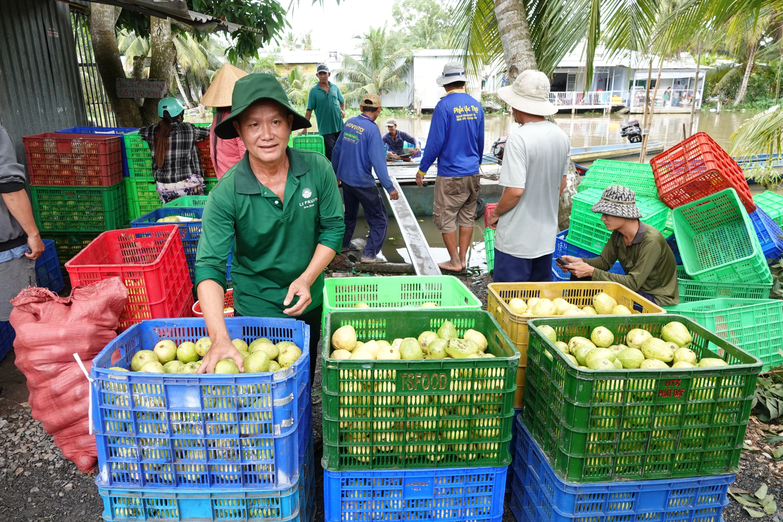 Nông dân miền Tây làm giàu nhờ trồng ổi ruột hồng