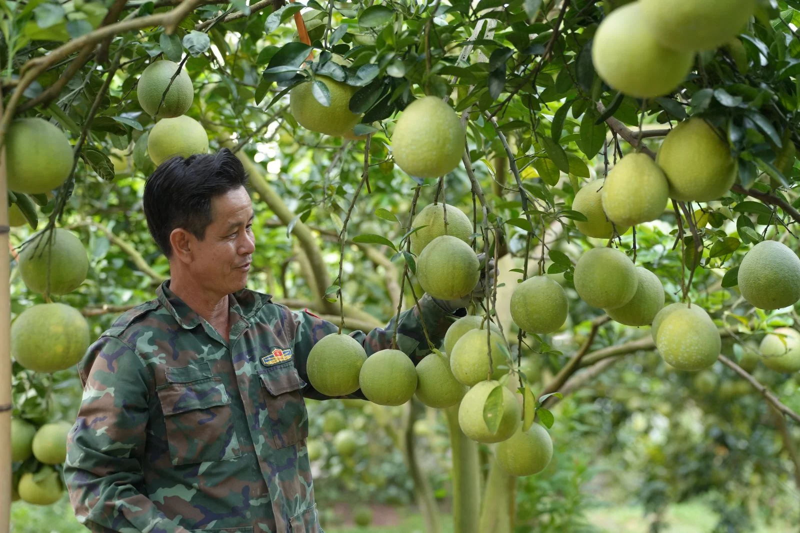 Liều thay cây vải thiều bằng cây bưởi da xanh ở Bắc Giang, trái quá trời, hiếm thấy, tỷ phú 