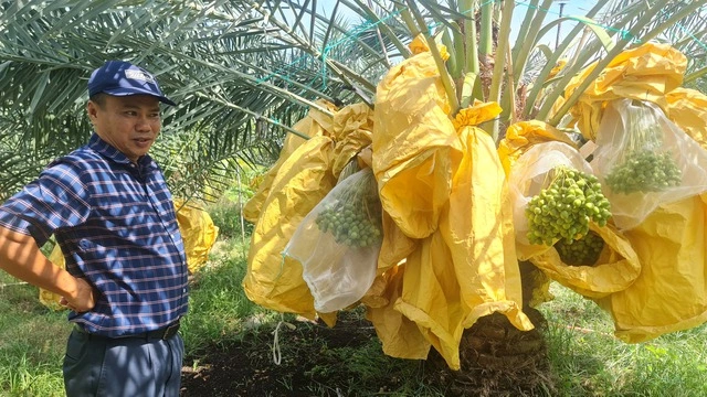 Vườn chà là tiền tỉ tuyệt đẹp ở Ninh Thuận