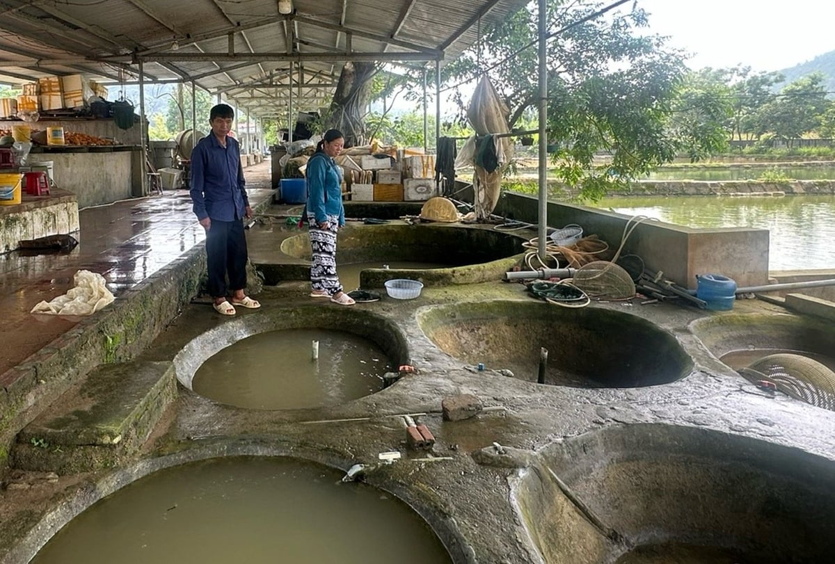 Người phụ nữ dân tộc Giáy thu tiền tỷ mỗi năm nhờ sản xuất cá giống