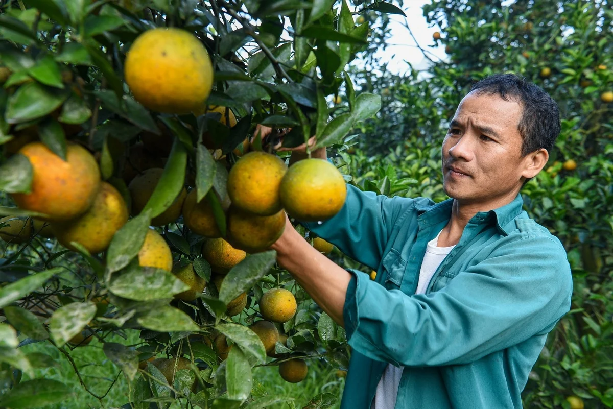 Mô hình tái canh cam Cao Phong có tín hiệu khả quan