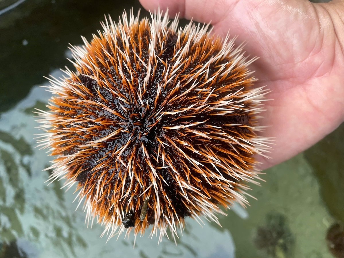 Đột phá công nghệ giống, thúc đẩy chiến lược nuôi biển