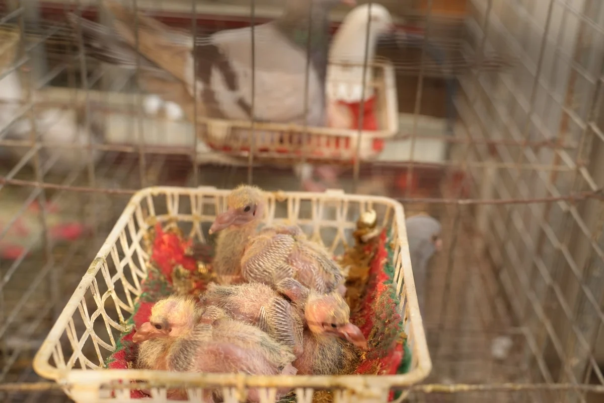 Nuôi bồ câu Pháp, thu trăm triệu mỗi tháng