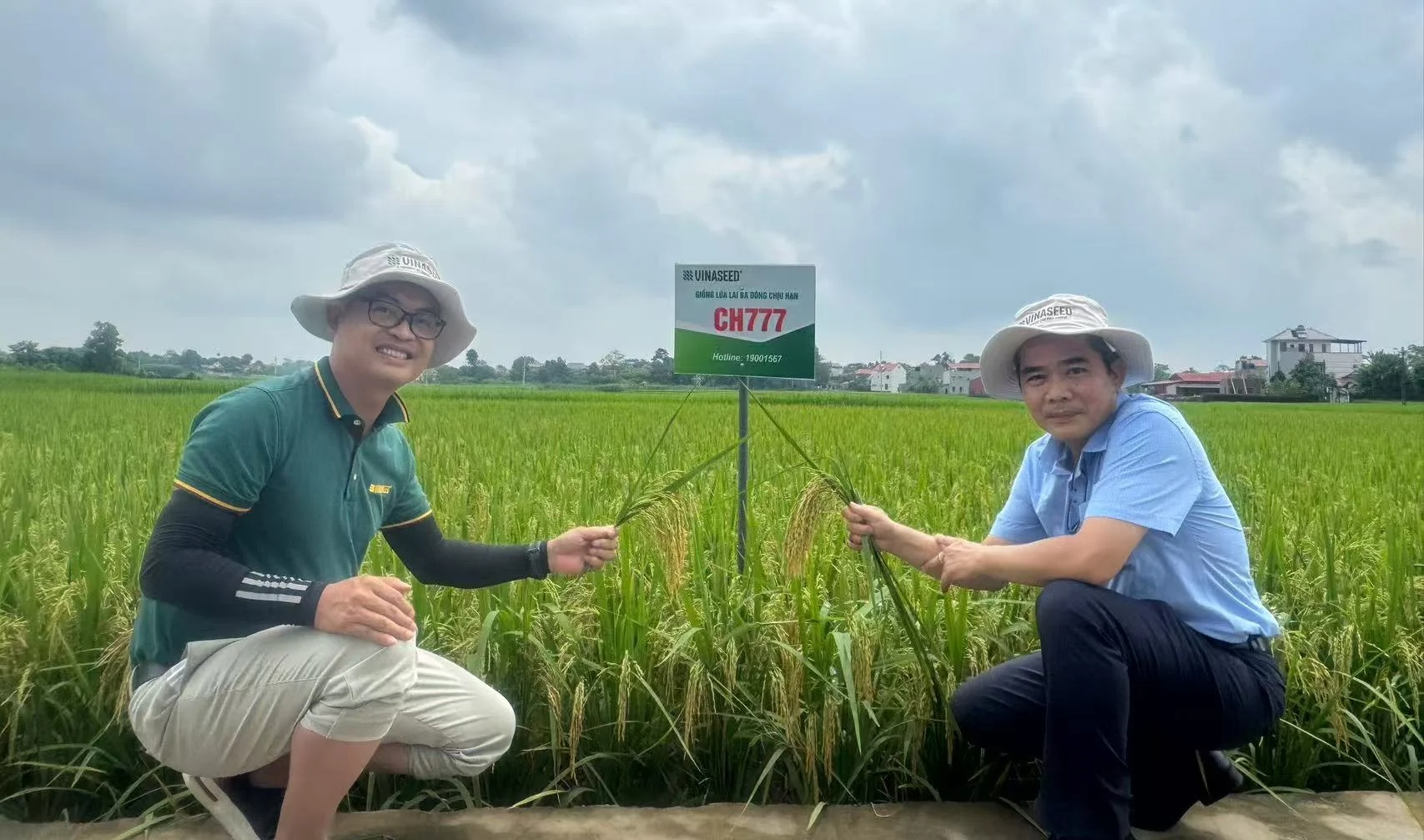 Triển vọng nghiên cứu giống lúa nước - cạn