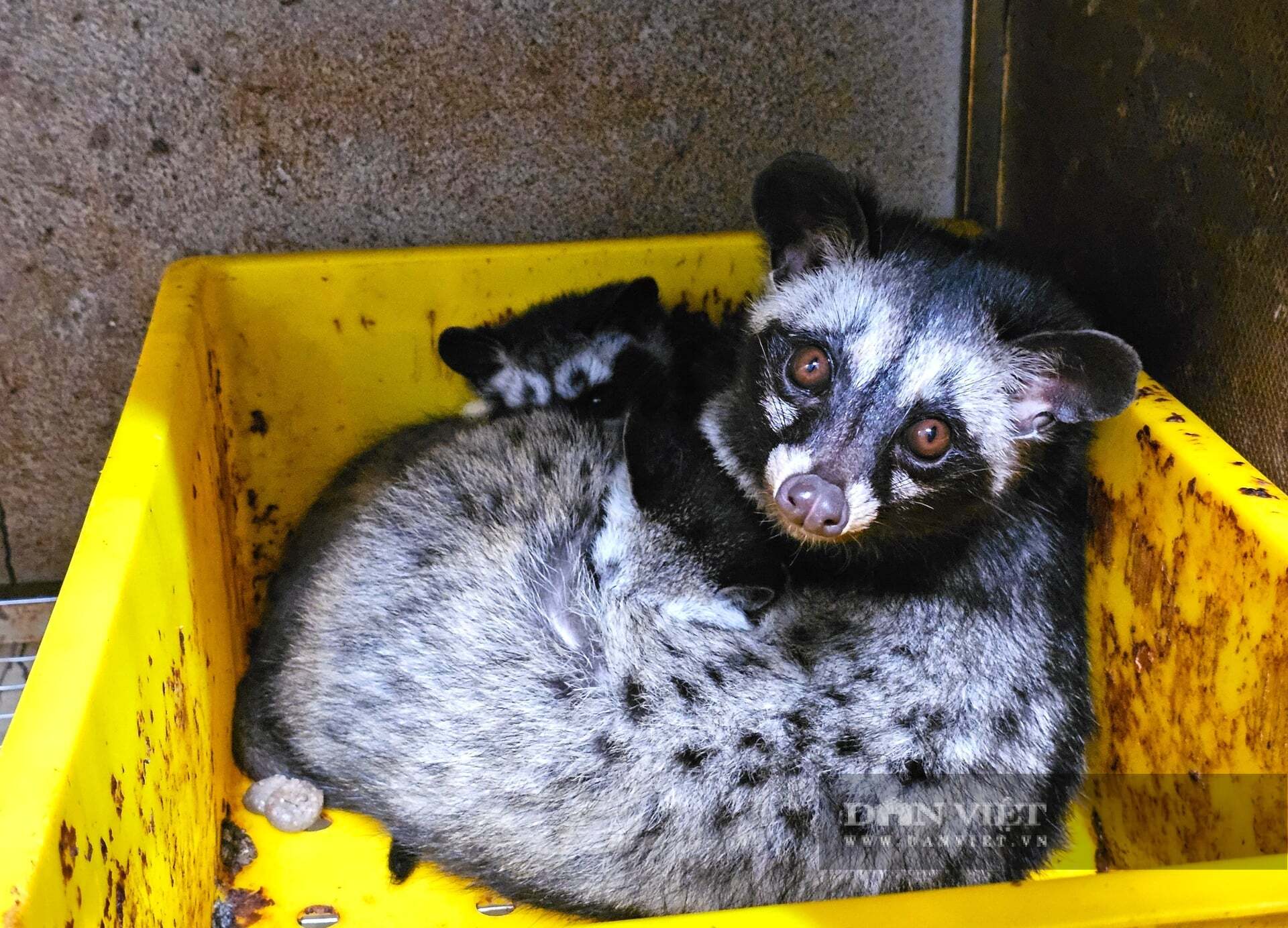 Con vật gì mắt tròn xoe, ham ăn cá, chuối chín đang giúp nông dân Nghệ An 