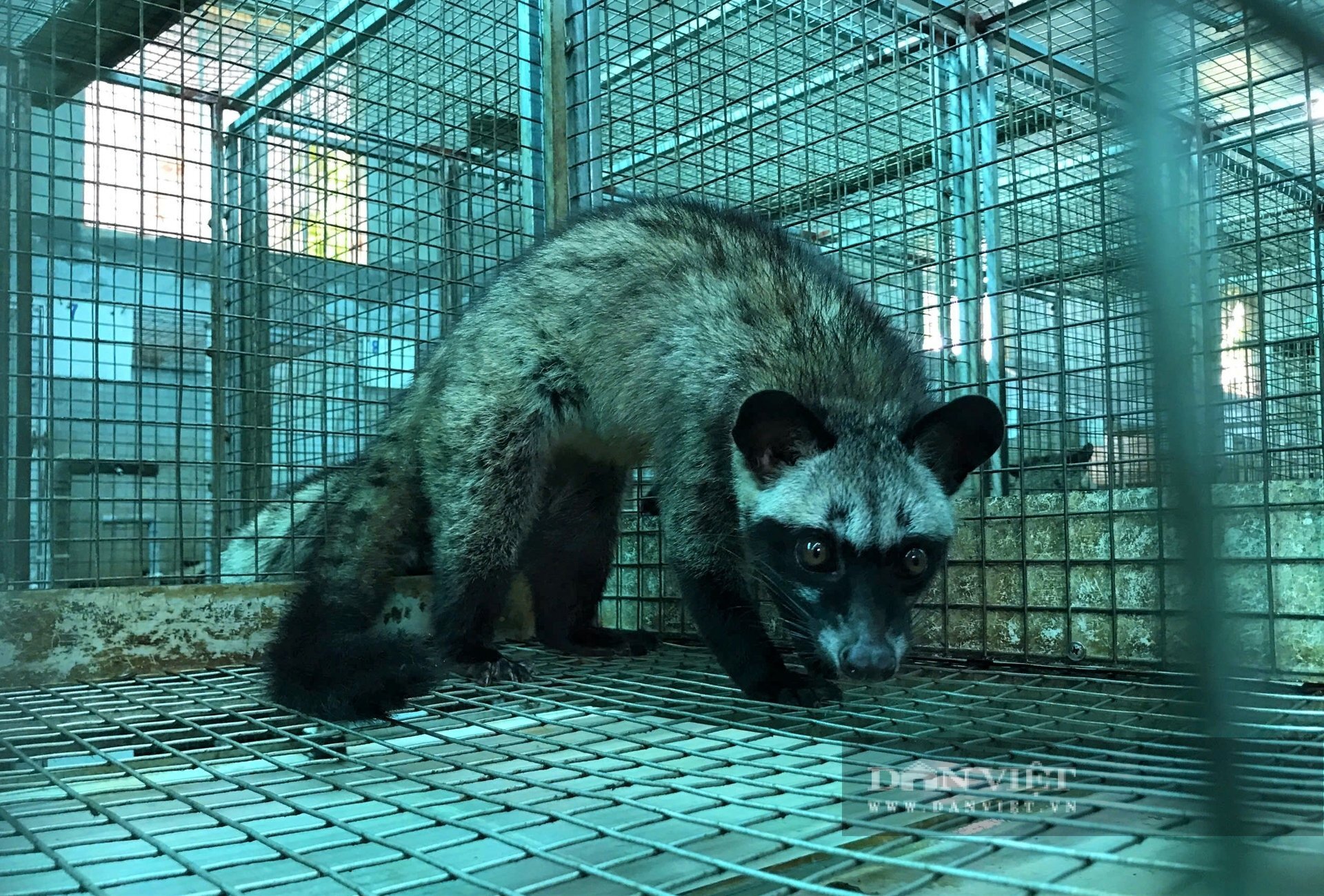 Con động vật hoang dã nuôi thành công ở Nghệ An, anh nông dân bán 12 triệu đồng/cặp, cứ có là hết veo