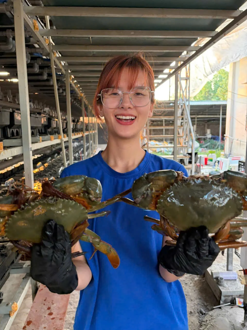 Nuôi cua lột bằng trí tuệ nhân tạo ở Nam bộ: Lập trình hóa kiểu nuôi bởi công nghệ, 1 người 