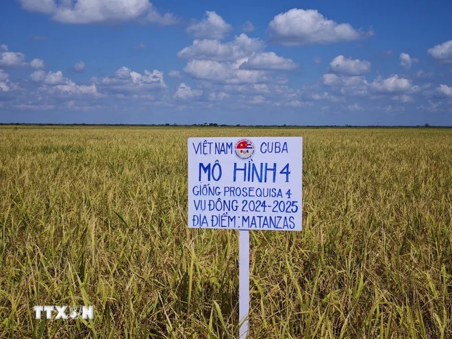 Một giống lúa Việt Nam chịu được lạnh, năng suất cao, chả mấy khi đổ ngã vừa xuất hiện đã khiến nông dân Cuba thích mê