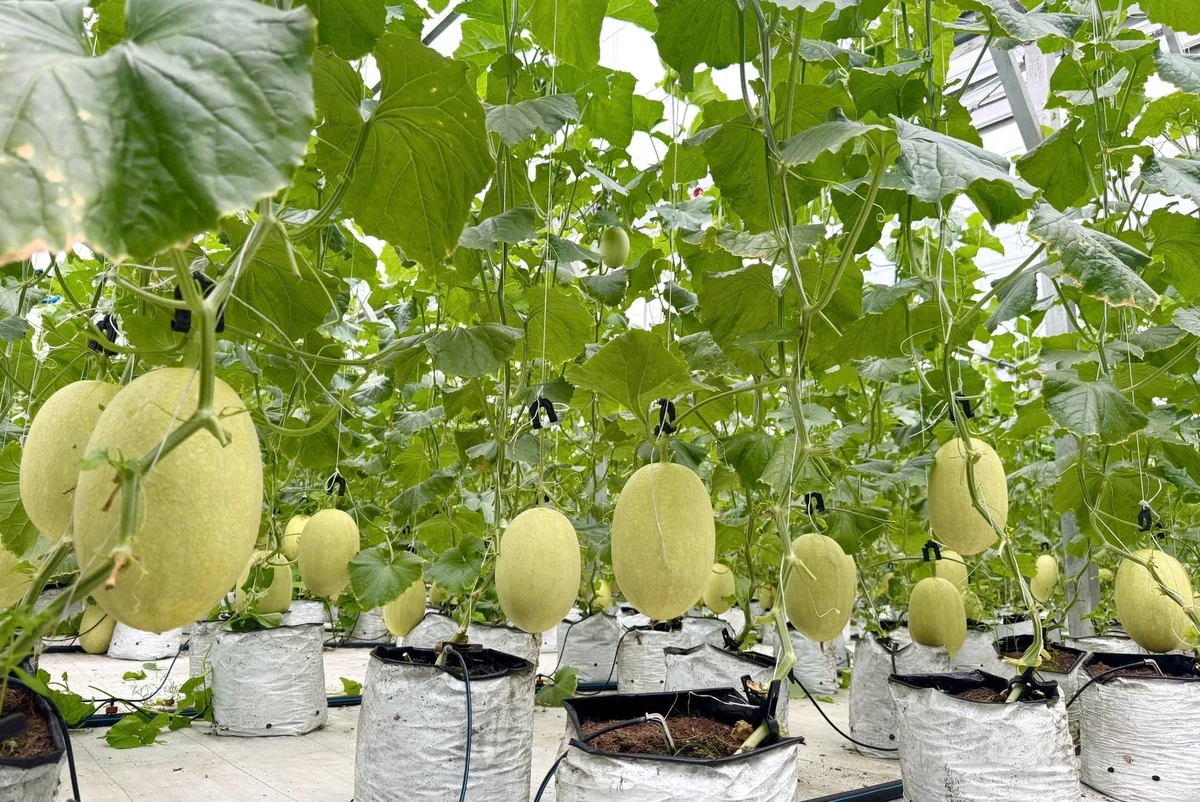 Trồng dưa lưới công nghệ cao trên vùng cát trắng