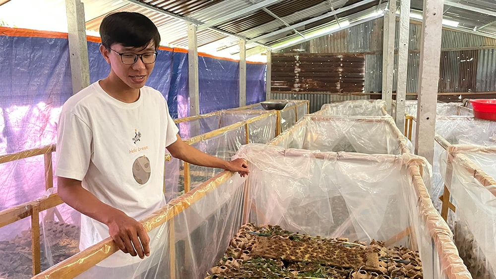 Con vật nhai lá cây này xuất xứ Thái Lan, nuôi thành công ở An Giang, uống nước máy phải khử Clo, bán 90.000 đồng/kg