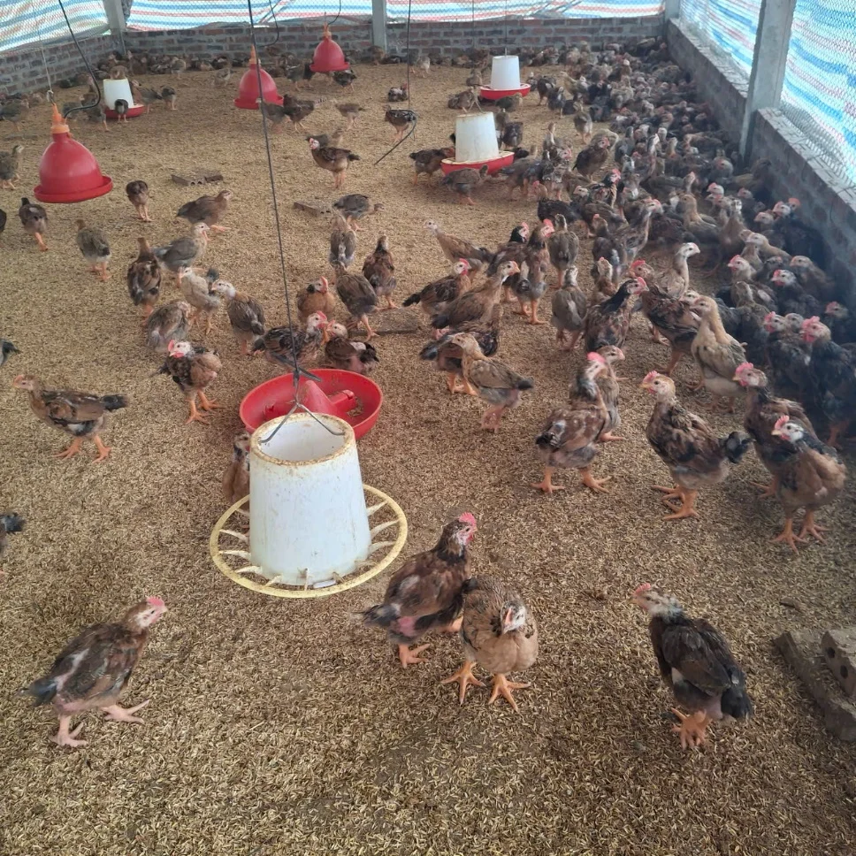 Nuôi giống gà đặc sản mã đẹp, thịt thơm ngon, săn chắc